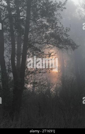 Erlenwald mit Totholz im Nebel auf der Peene, Brutgebiet des Krans (Grus grus), Peene Valley River Landscape Naturpark Stockfoto