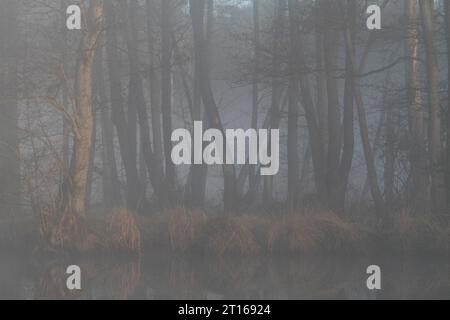 Erlenwald mit Totholz im Nebel auf der Peene, Brutgebiet des Krans (Grus grus), Peene Valley River Landscape Naturpark Stockfoto