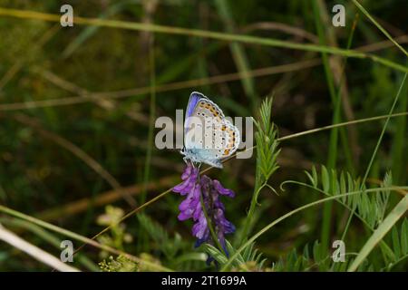 Plebeius argyrognomon Familie Lycaenidae Gattung Plebejus Reverdins blauer Schmetterling wilde Natur Insektenfotografie, Bild, Tapete Stockfoto