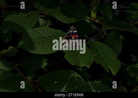 Vanessa atalanta Familie Nymphalidae Gattung Vanessa Roter Admiral Schmetterling wilde Natur Insekten Fotografie, Bild, Tapete Stockfoto