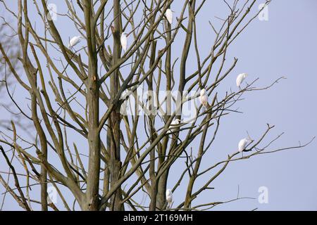 Egretta alba (Syn.: Casmerodius albus), ruhende Truppe in einem toten Baum, Naturpark Flusslandschaft Peenetal, Mecklenburg-Vorpommern Stockfoto