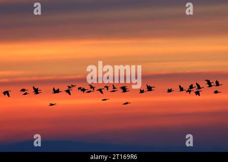 Graugans (Anser anser), fliegende Truppe im Sonnenuntergang, Naturpark Peenetal Flusslandschaft, Mecklenburg-Vorpommern, Deutschland Stockfoto