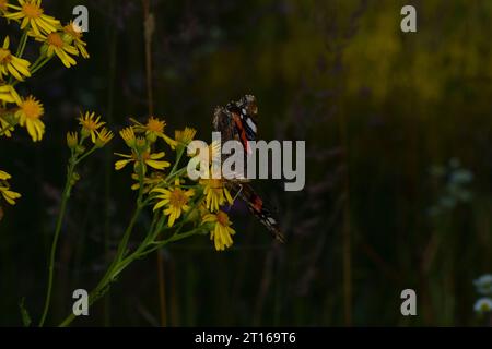 Vanessa atalanta Familie Nymphalidae Gattung Vanessa Roter Admiral Schmetterling wilde Natur Insekten Fotografie, Bild, Tapete Stockfoto