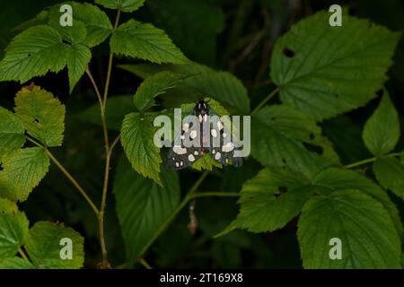 Callimorpha dominula Familie Erebidae Gattung Callimorpha Scarlet Tiger Moth wilde Natur Insektenfotografie, Bild, Tapete Stockfoto