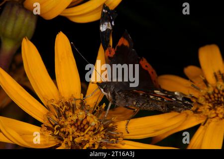 Vanessa atalanta Familie Nymphalidae Gattung Vanessa Roter Admiral Schmetterling wilde Natur Insekten Fotografie, Bild, Tapete Stockfoto