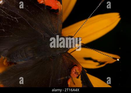 Vanessa atalanta Familie Nymphalidae Gattung Vanessa Roter Admiral Schmetterling wilde Natur Insekten Fotografie, Bild, Tapete Stockfoto