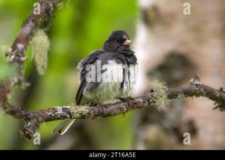 Dunkeläugiger Junco auf einem Baum in SüdzentralAlaska. Stockfoto