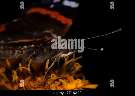 Vanessa atalanta Familie Nymphalidae Gattung Vanessa Roter Admiral Schmetterling wilde Natur Insekten Fotografie, Bild, Tapete Stockfoto