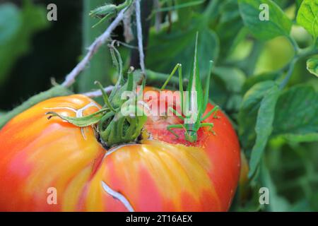 Great Green Bush-Cricket - Tettigonia viridissima isst eine Tomate im Garten. Stockfoto