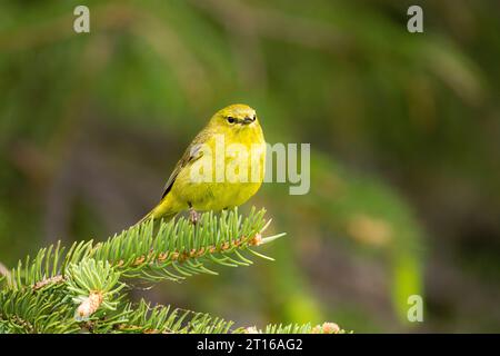 Orangenkrone Warbler auf einem Baum in SüdzentralAlaska. Stockfoto