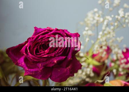 Verwelkte lila Rose auf grauem Hintergrund, Nahaufnahme Stockfoto