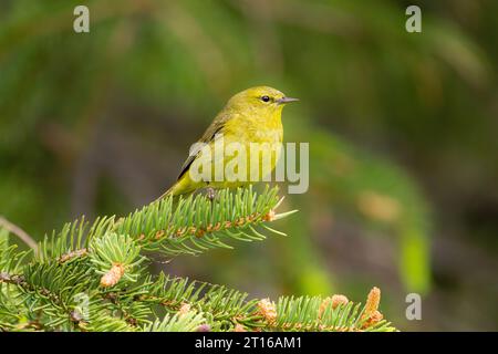 Orangenkrone Warbler auf einem Baum in SüdzentralAlaska. Stockfoto