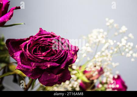 Verwelkte lila Rose auf grauem Hintergrund, Nahaufnahme Stockfoto