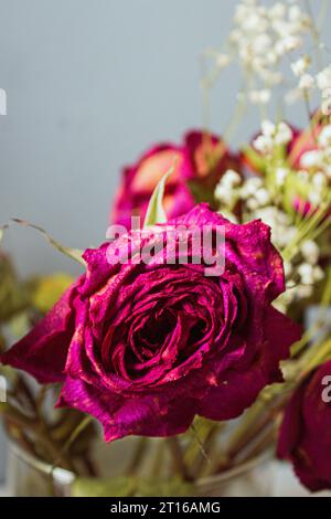 Verwelkte lila Rose auf grauem Hintergrund Stockfoto