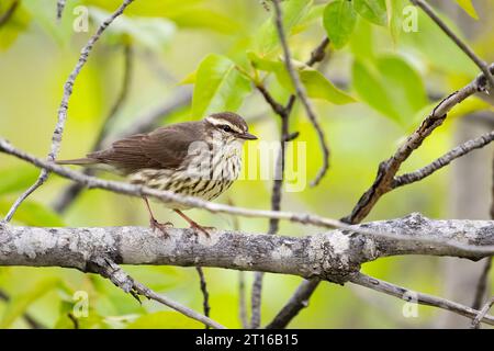 Die Northern WaterThrush thront auf Bäumen im südzentralen Alaska. Stockfoto
