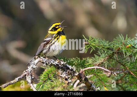 Townsend's Warbler thront auf einem Baum in SüdzentralAlaska. Stockfoto