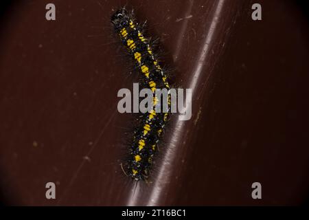 Callimorpha dominula Familie Erebidae Gattung Callimorpha Scarlet Tiger Moth raupe wilde Natur Insektenfotografie, Bild, Tapete Stockfoto