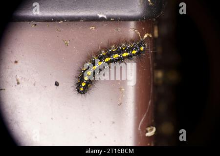 Callimorpha dominula Familie Erebidae Gattung Callimorpha Scarlet Tiger Moth raupe wilde Natur Insektenfotografie, Bild, Tapete Stockfoto