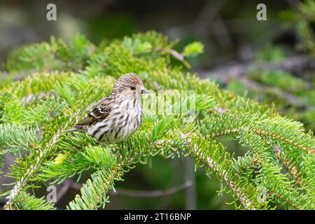 Pine Siskin thront auf Fichtenbäumen im Süden Alaskas. Stockfoto