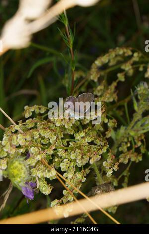 Plebeius argyrognomon Familie Lycaenidae Gattung Plebejus Reverdins blauer Schmetterling wilde Natur Insektenfotografie, Bild, Tapete Stockfoto