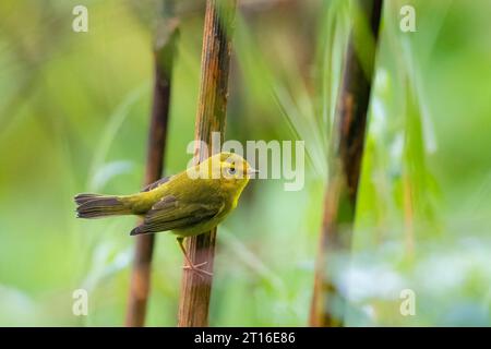 Der junge Wilson's Warbler thront auf Cow Parsnip im Süden Alaskas. Stockfoto