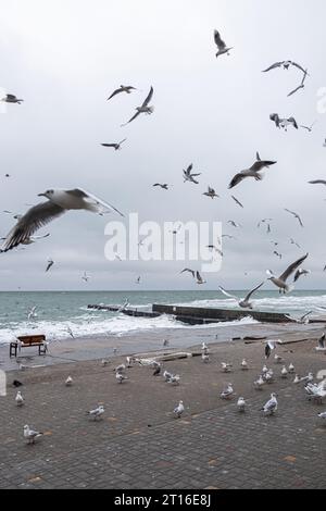 Möwen fliegen an einem kalten Wintertag am Meer vorbei. Stockfoto