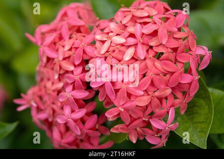 Dschungel Geranium aka Ixora blüht in einem Garten Stockfoto