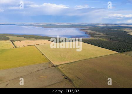 Weizenfeld bereit zur Ernte, in der Pampas-Ebene, La Pampa, Argentinien. Stockfoto