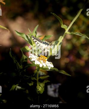 Nahaufnahme des Schwalbenschwanzfalter oder Papilio machaon syriacus mit weißer Blume. Stockfoto