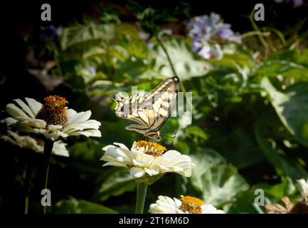 Nahaufnahme von Schwalbenschwanzfalter oder Papilio machaon syriacus genannt. Ein gelber und schwarzer Schmetterling landet auf einer weißen Blume. Stockfoto