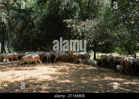 Schafherde oder Schafherde, die sich vor der Sonne unter Bäumen im Schatten versteckt Stockfoto