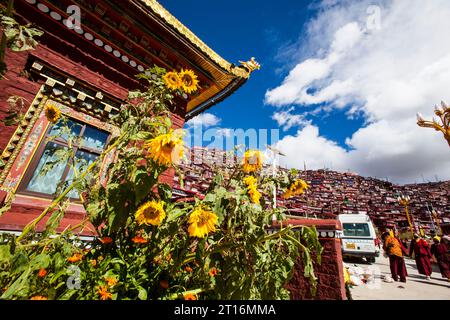 GANZI, CHINA - 11. OKTOBER 2023 - Foto am Morgen des 11. Oktober 2023 zeigt die Landschaft der Seda Wuming Buddhist Academy in Ganzi Tibetan Auto Stockfoto