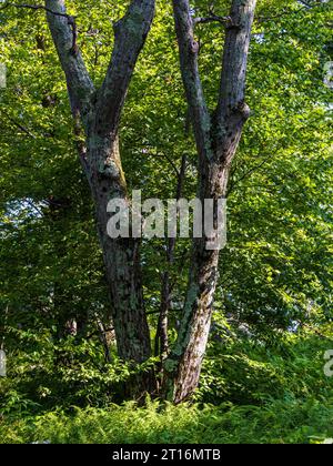 Im Shenandoah National Park, Virginia, USA, gibt es zwei Bäume, die natürlich in Form des Buchstaben Y geformt sind. Stockfoto