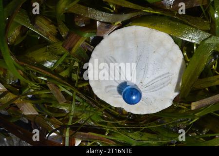 Originalkunst von mir. Sand Dollar mit blauem Marmor auf einem Bett aus grünem Algen Stockfoto