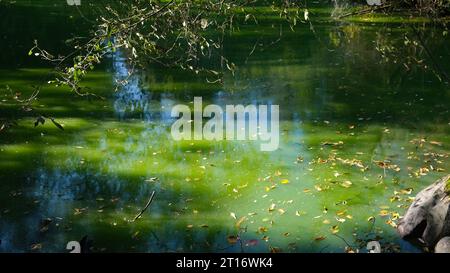 Schöne grüne Sümpfe im frühen Herbst. Bäume und gefallene Blätter im Wasser Stockfoto