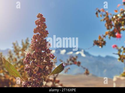 Anbau von Chenopodium Quinoa in der Andenregion in Peru, Plantagen und Felder von Bio-Quinoa, Konzept Superfood. Stockfoto