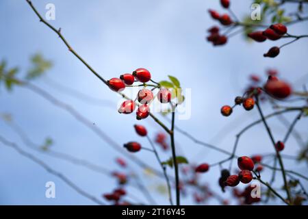 Bild der Beeren der Hunderose. Rosa canina, allgemein bekannt als die Hunderose, ist eine in Europa im Nordwesten beheimatete wilde Rosenart Stockfoto