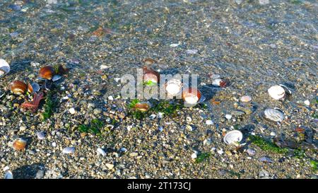 Colorful sea shells on the beach. Seaweed and pebbles Stockfoto