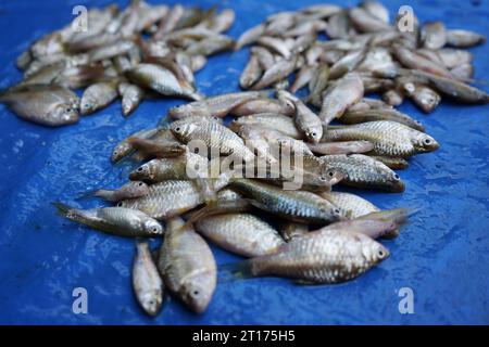 Süßwasserfische werden auf dem Markt verkauft. Ein Beispiel sind Milchfisch und Meerbarbe. Dieser Fisch hat viele Stacheln, aber der Geschmack des Fleisches ist köstlich. Stockfoto