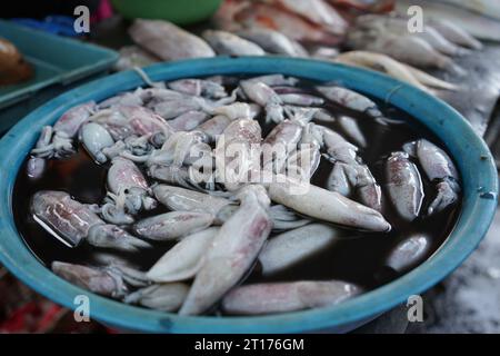 Der von den Fischern gefangene Tintenfisch wird direkt bei der Fischauktion verkauft, bevor er auf dem nächstgelegenen Markt verkauft wird. Der Tintenfisch sieht immer noch frisch aus. Stockfoto