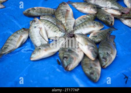 Süßwasserfische werden auf dem Markt verkauft. Ein Beispiel sind Milchfisch und Meerbarbe. Dieser Fisch hat viele Stacheln, aber der Geschmack des Fleisches ist köstlich. Stockfoto