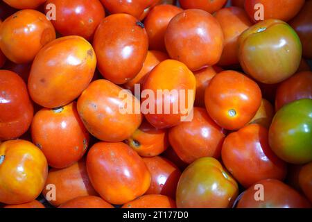 Die Tomate ist die essbare Beere der Pflanze Solanum lycopersicum. Das mexikanische Nahuatl-Wort Tomatl führte zu dem spanischen Wort Tomate. Stockfoto