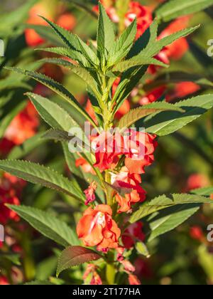 Rote Balsamblumen (Impatiens Balsamina) im Garten. Wunderschöne rote Blumen und Knospen der Impatiens walleriana, auch bekannt als geschäftige Lizzie Stockfoto