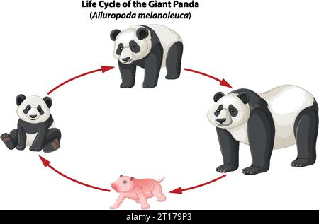 Erfahren Sie mehr über den Lebenszyklus von Pandas durch eine Infografik zu Biologiestudien Stock Vektor