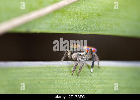 Männliche Pfauenspinne, Maratus clupeatus. Stockfoto