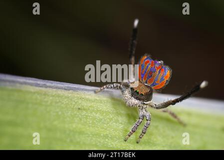 Männliche Pfauenspinne, Maratus clupeatus. Stockfoto