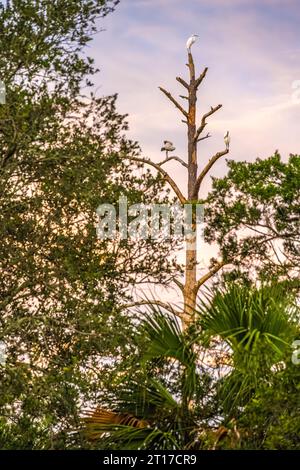 Große Reiher (Ardea alba) und ein Holzstorch (Mycteria americana), die bei Sonnenaufgang an einem Gezeitenmoor in Ponte Vedra Beach, Florida, auf einem Baum thronten. (USA) Stockfoto