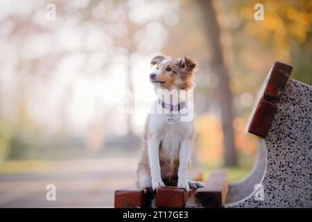 Shetland Sheepdog Welpe sitzt auf der Bank. Sommer und Herbst, Herbstfarben. Sheltie Dog Stockfoto