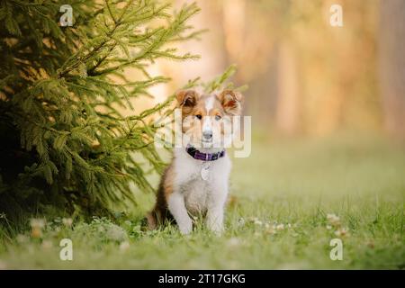 Shetland Sheepdog Welpe spielt draußen. Sommer und Herbst, Herbstfarben. Sheltie Dog Stockfoto