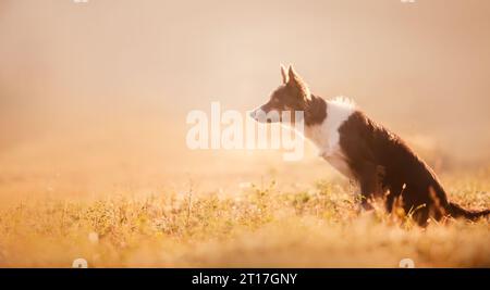 Der Hund Border Collie sitzt auf einem Feld. Haustier auf der Natur am Morgen bei Sonnenaufgang im Nebel Stockfoto